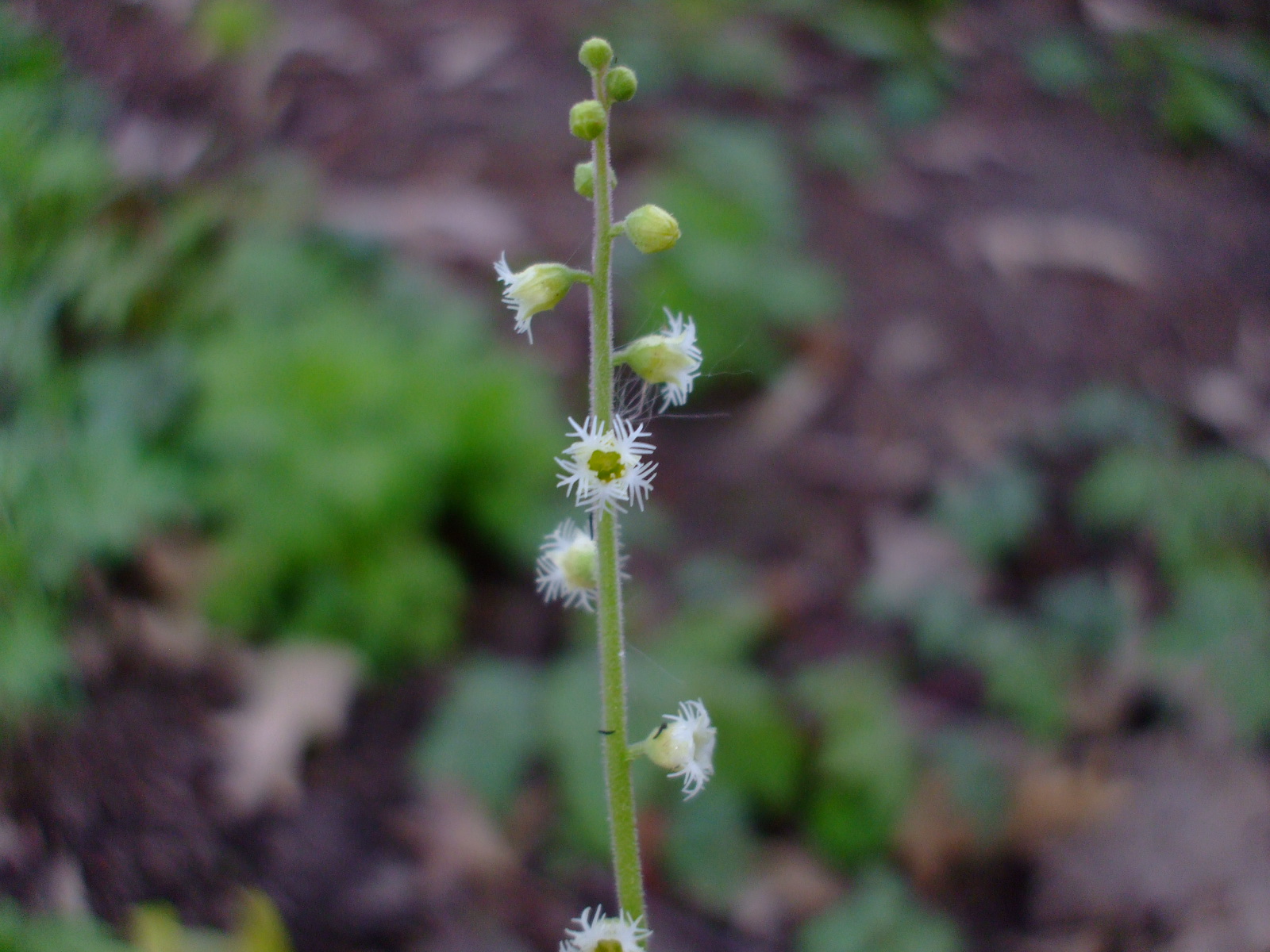 Mitella diphylla